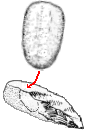 drawing of percussion flaking a hand ax with a hammerstone