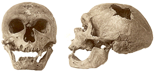 photo of front and side views of the La Chapelle-aux-Saints Neandertal skull