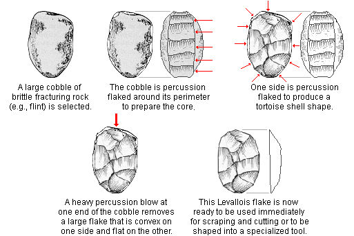 drawings showing the steps of the Levallois flake making technique