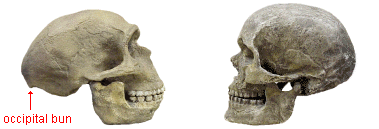 photo of a Neandertal and a modern human skull shown next to each other for comparison