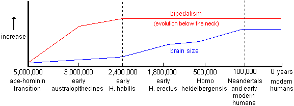 graph comparing the development of bipedalism and the later increased brain size in hominid evolution over the last 5 million years