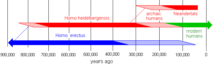 Evolution Of Modern Humans Homo Heidelbergensis