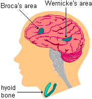 drawing of a human head cross-section showing the brain with Broca's and Wernicke's areas highlighted