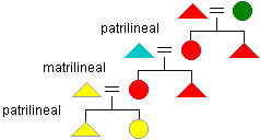 Diagram of ambilineal descent