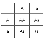 Punnett square with both parents heterozygous (Aa)