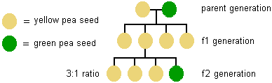 Sơ đồ thể hiện kết quả của sự giao phấn ở 2 thế hệ con đầu - ở thế hệ f1 tất cả đều là đậu vàng nhưng ở thế hệ f2 tỉ lệ đậu xanh vàng là 3: 1.