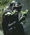 photo of a female bonobo