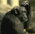photo of a common chimpanzee