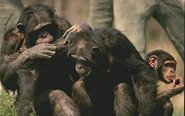 photo of a common chimpanzee group peacefully allogrooming