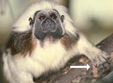 photo of a cotton-top tamarin using a hook-like power grip to hang onto a tree branch