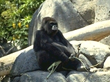 photo of an adult female lowland gorilla casually playing with twigs while lounging
