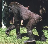 photo of a subadult male lowland gorilla knuckle walking