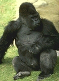 photo of a male lowland gorilla