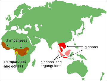 map of ape species ranges