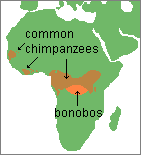 map of common chimpanzee and bonobo ranges
