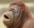 photo of an adult female orangutan