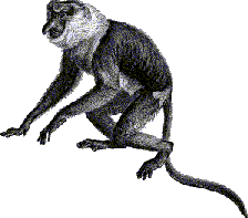 drawing of a male proboscis monkey