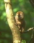photo of a red fronted lemur