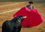 photo of a Spanish bull fighter using a red cape to attract a bull