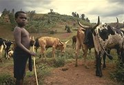 photo of a Masai boy tending his father's herd of cattle