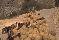 Photo of a herd of sheep being tended by transhumance nomads in the Near East