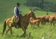 Photo of a North American cowboy on horseback herding cattle