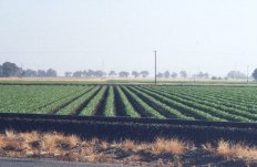 Photo of large, flat farm fields with row crops in California's Sacramento Valley
