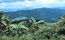 Photo of a horticulturalist's farm plot with multiple crops growing together in the Andes Mountains of Colombia