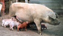 Photo of a mother pig and her babies