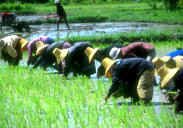 Photo of rice paddy farming in China--farmers are planting seedlings by hand