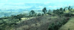 Photo of a field cleared by the slash and burn technique in the Andes Mountains of Colombia