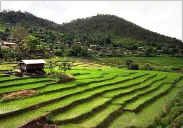 Photo of terraced farm fields growing rice in Indonesia