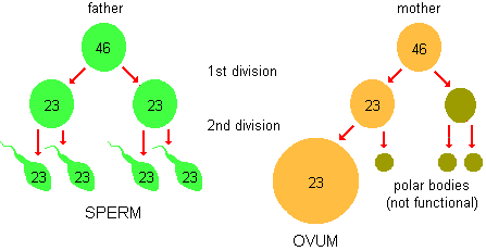 schematic drawing of the two division processes of meiosis and the net effect in terms of the number and kind of sex cells produced in men and women and the halving of the number of chromosomes