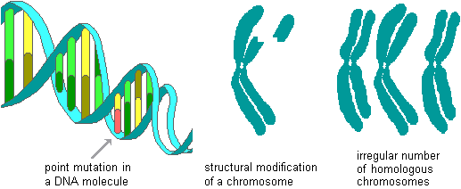 Modern Theories Of Evolution Mutation