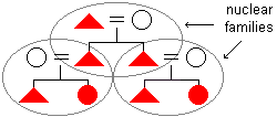 extended family diagram with the nuclear families circled