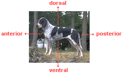 photo of a dog illustrating dorsal, ventral, anterior, and posterior