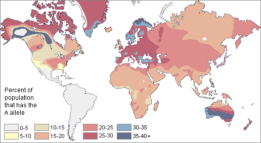 map of the world showing the frequency of the A blood allele among indigenous populations--it was absent in Central and South America, but present throughout the rest of the world; it was at its highest frequency in Western Europe, Australia, and the sub-arctic regions of North America and Greenland