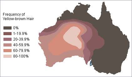 map of Australia showing the progressive distribution of yellow-brown hair color among Australian Aborigines--the highest frequenies of this color hair are in west central Australia