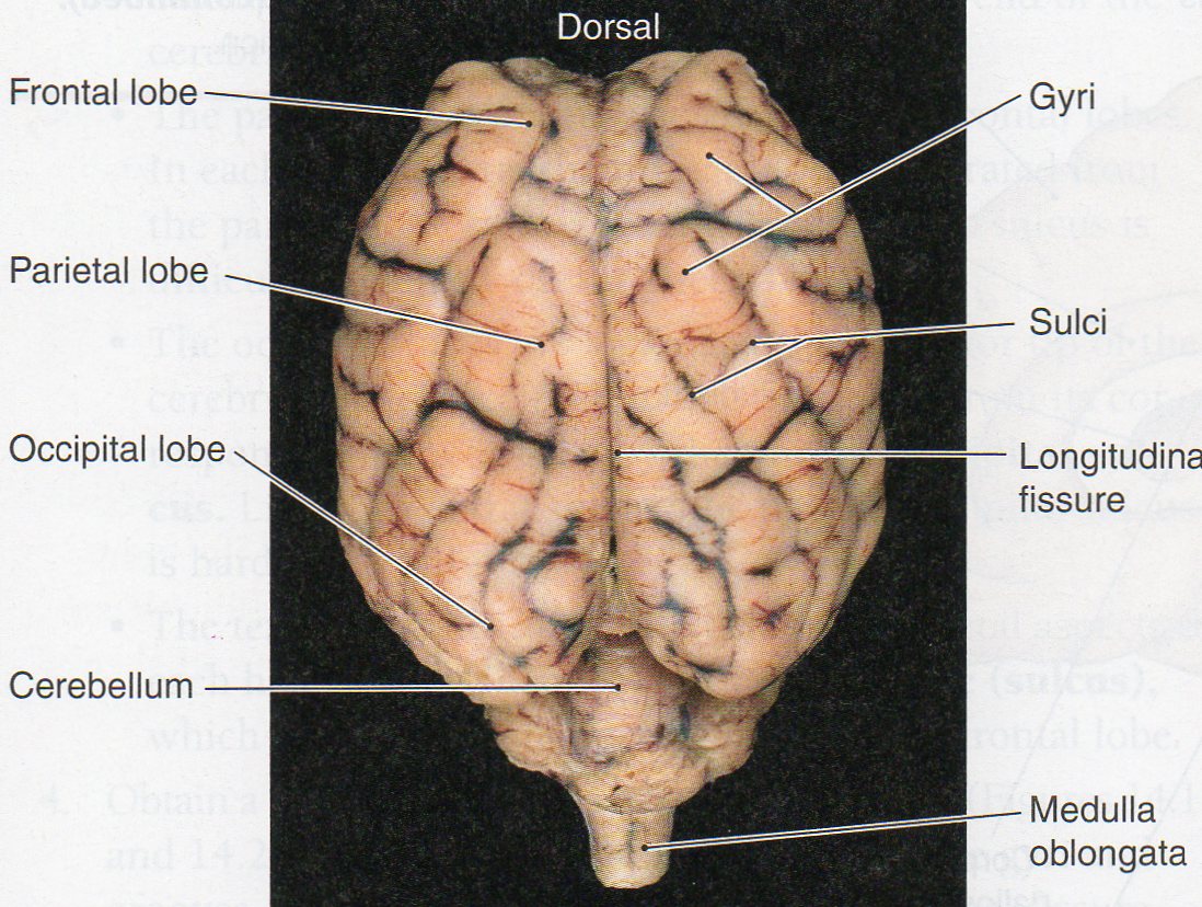 Physiological Psychology Pertaining To Sheep Brain Dissection Worksheet